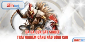  Đá Gà Cựa Sắt SINBET – Trải Nghiệm Căng Não Đỉnh Cao